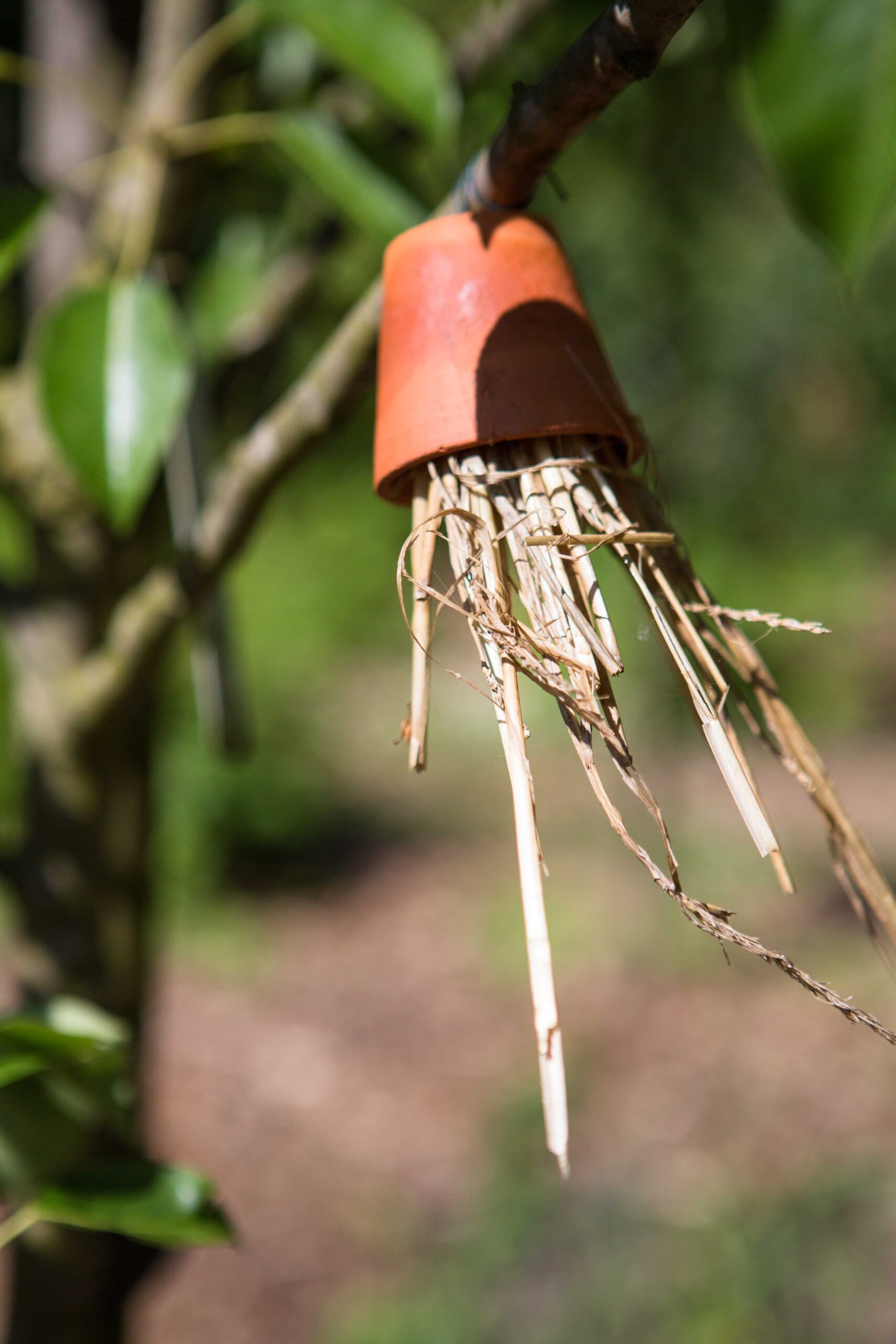 Breda Olga Moestuin 72 dpi-36-min