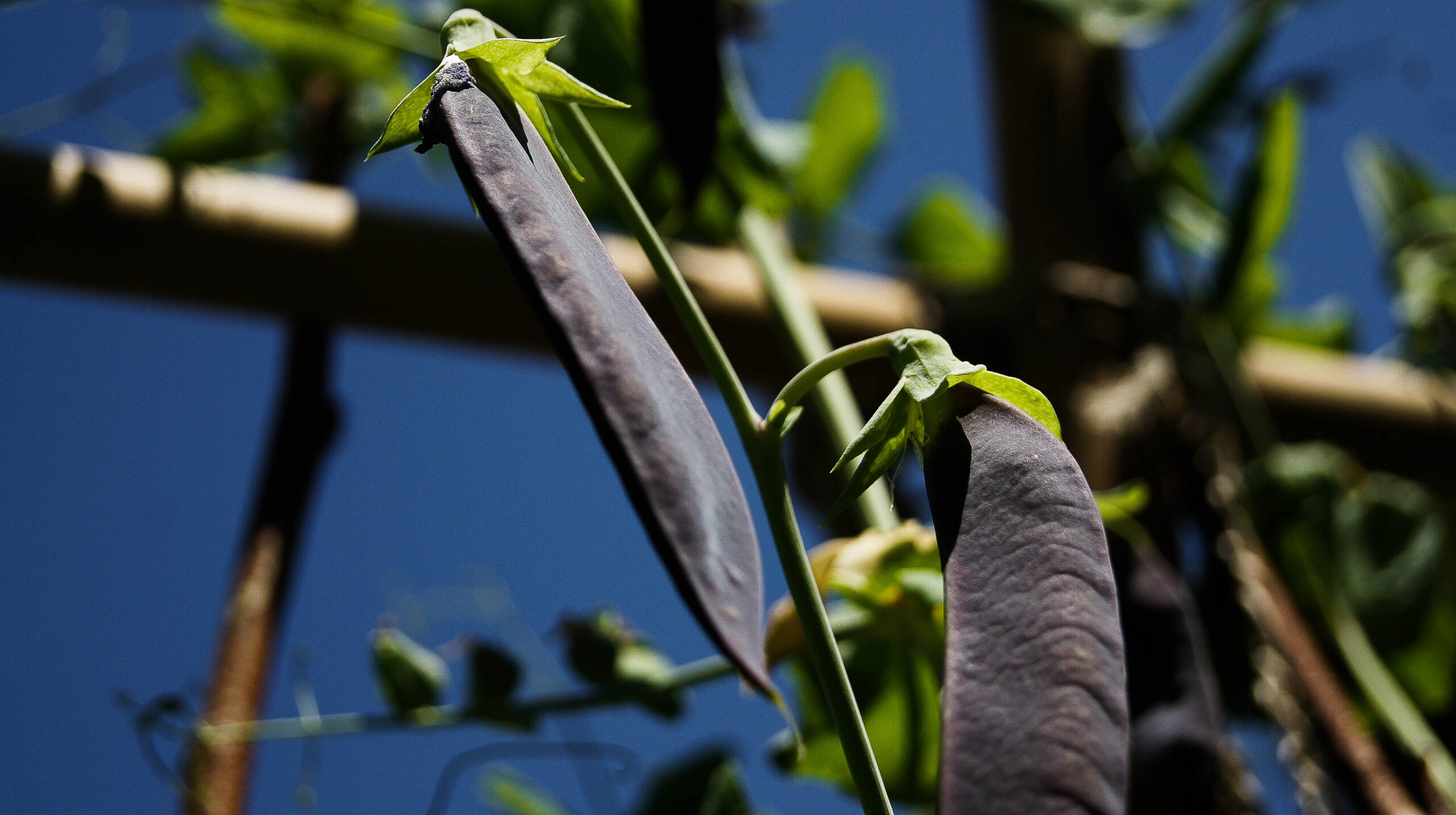 Warmoestuin John Resultaat (70)-min